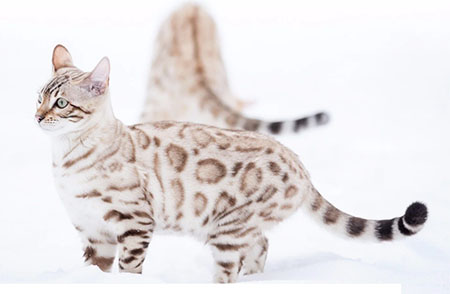 Snow Charcoal Bengal for sale near me